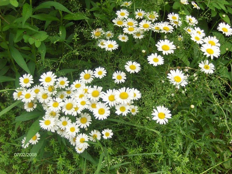 Daisies