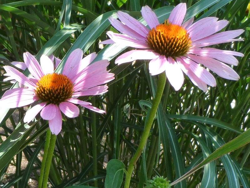 Echinacea